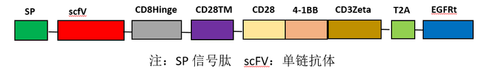 三代 CAR-T 质粒模式图.png