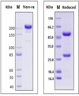 M13 噬菌体鼠单抗 胶图.png