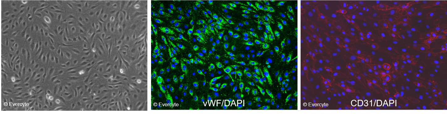 Evercyte  细胞图片 1.png